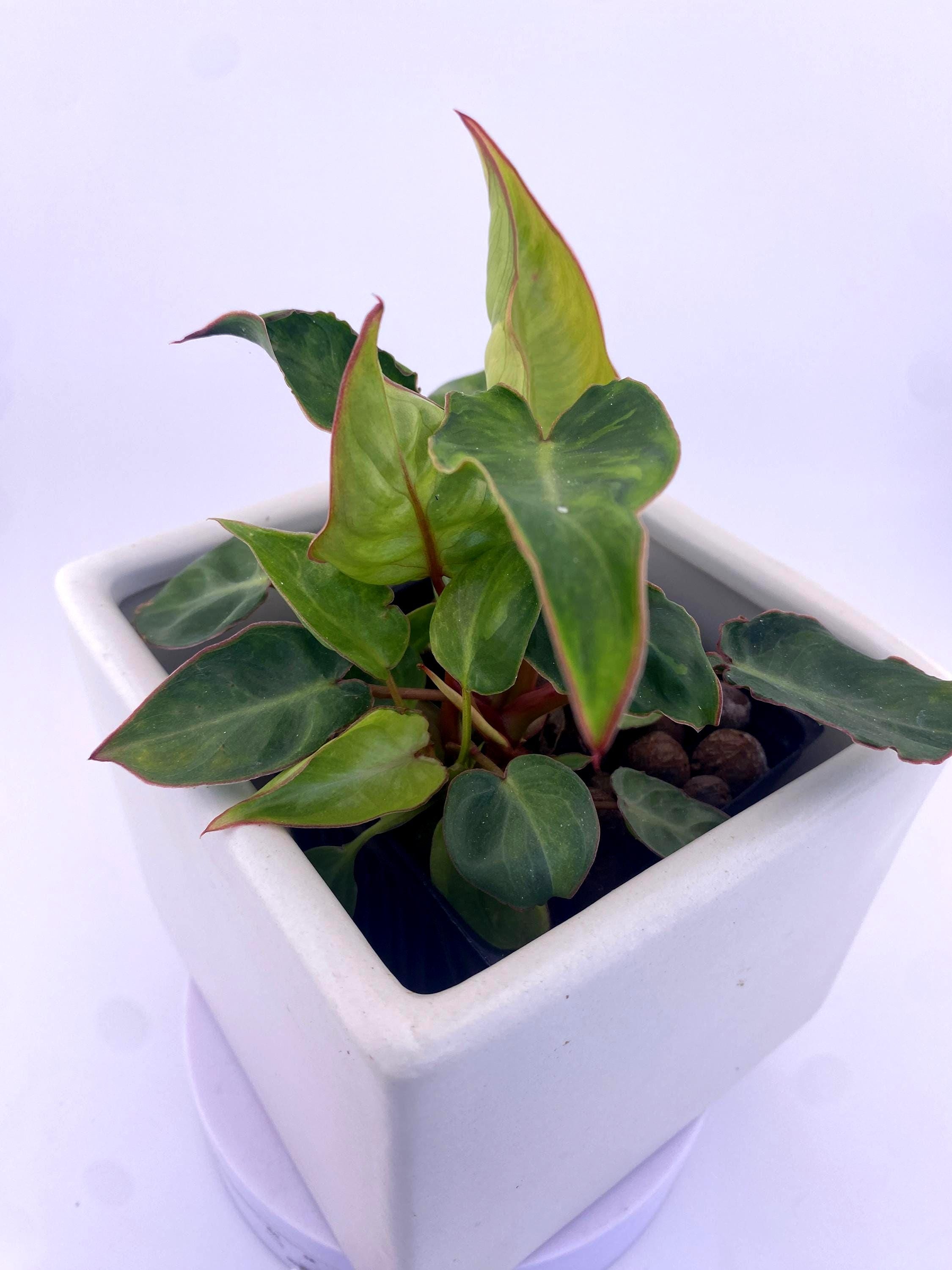 Variegated Philodendron Billietiae * Exact Plant *