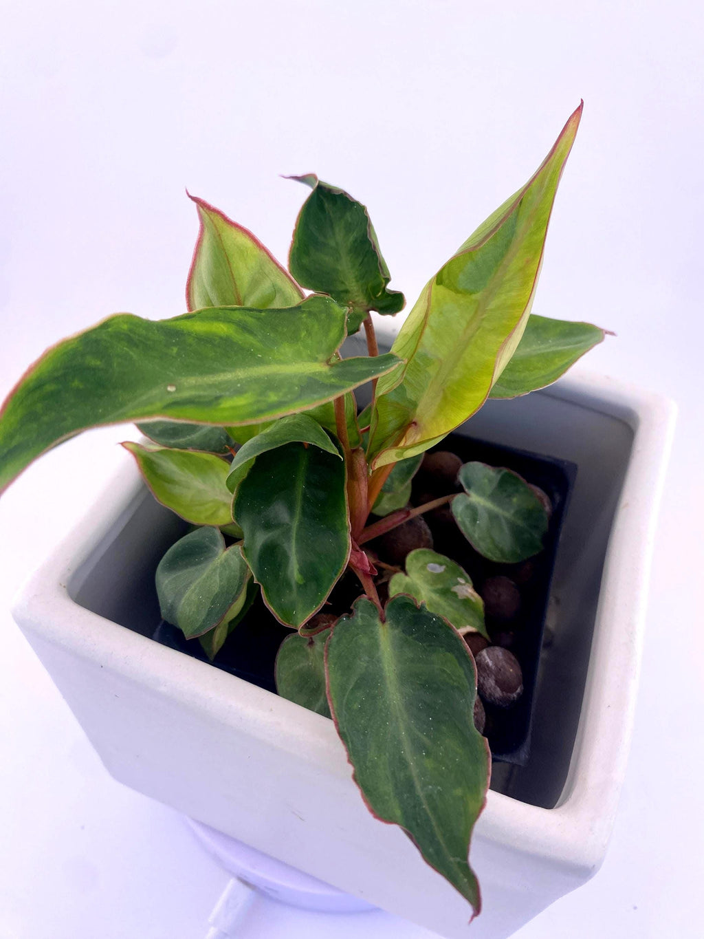 Variegated Philodendron Billietiae * Exact Plant *
