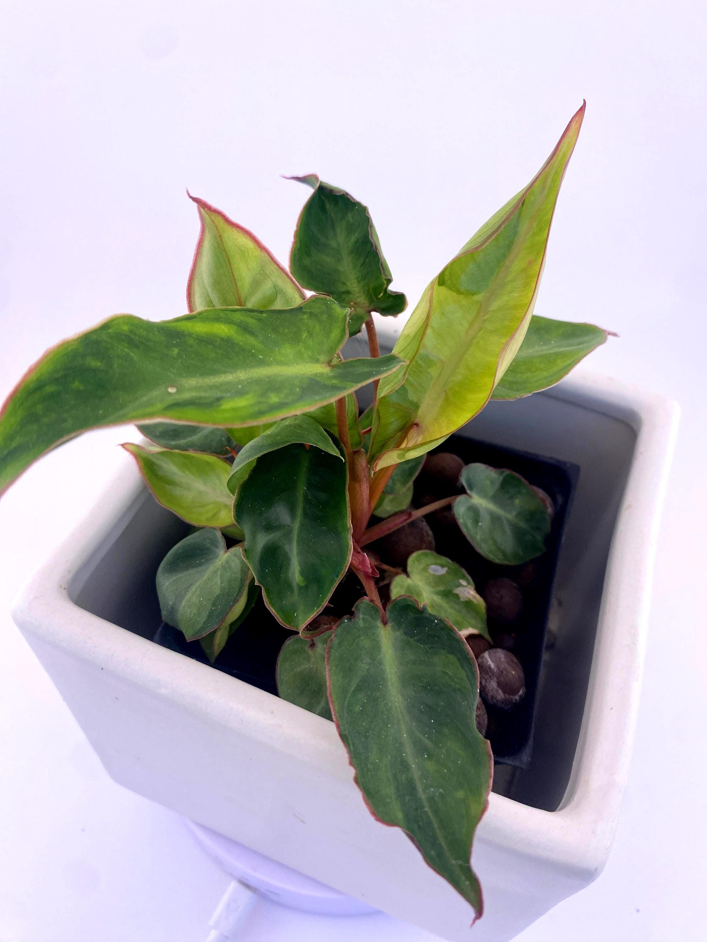 Variegated Philodendron Billietiae * Exact Plant *