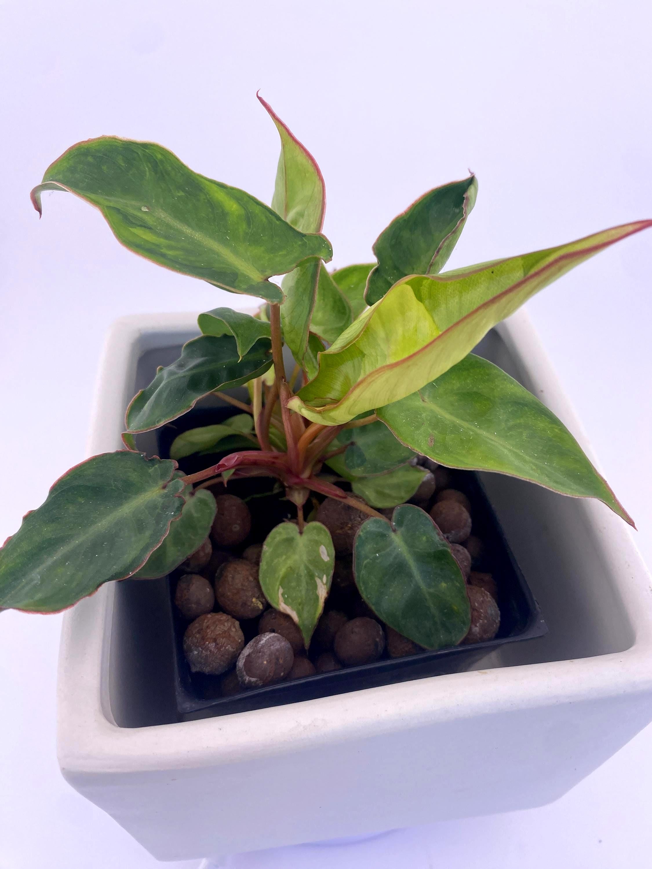 Variegated Philodendron Billietiae * Exact Plant *