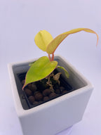 Philodendron Jungle Fever Variegated * Exact Plant *