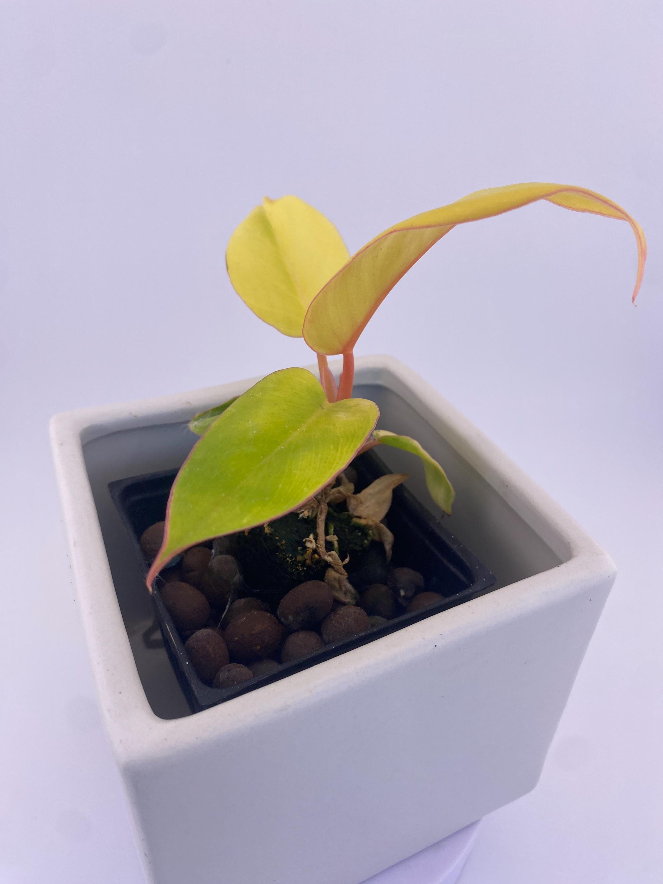 Philodendron Jungle Fever Variegated * Exact Plant *