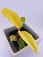 Philodendron Jungle Fever Variegated * Exact Plant *