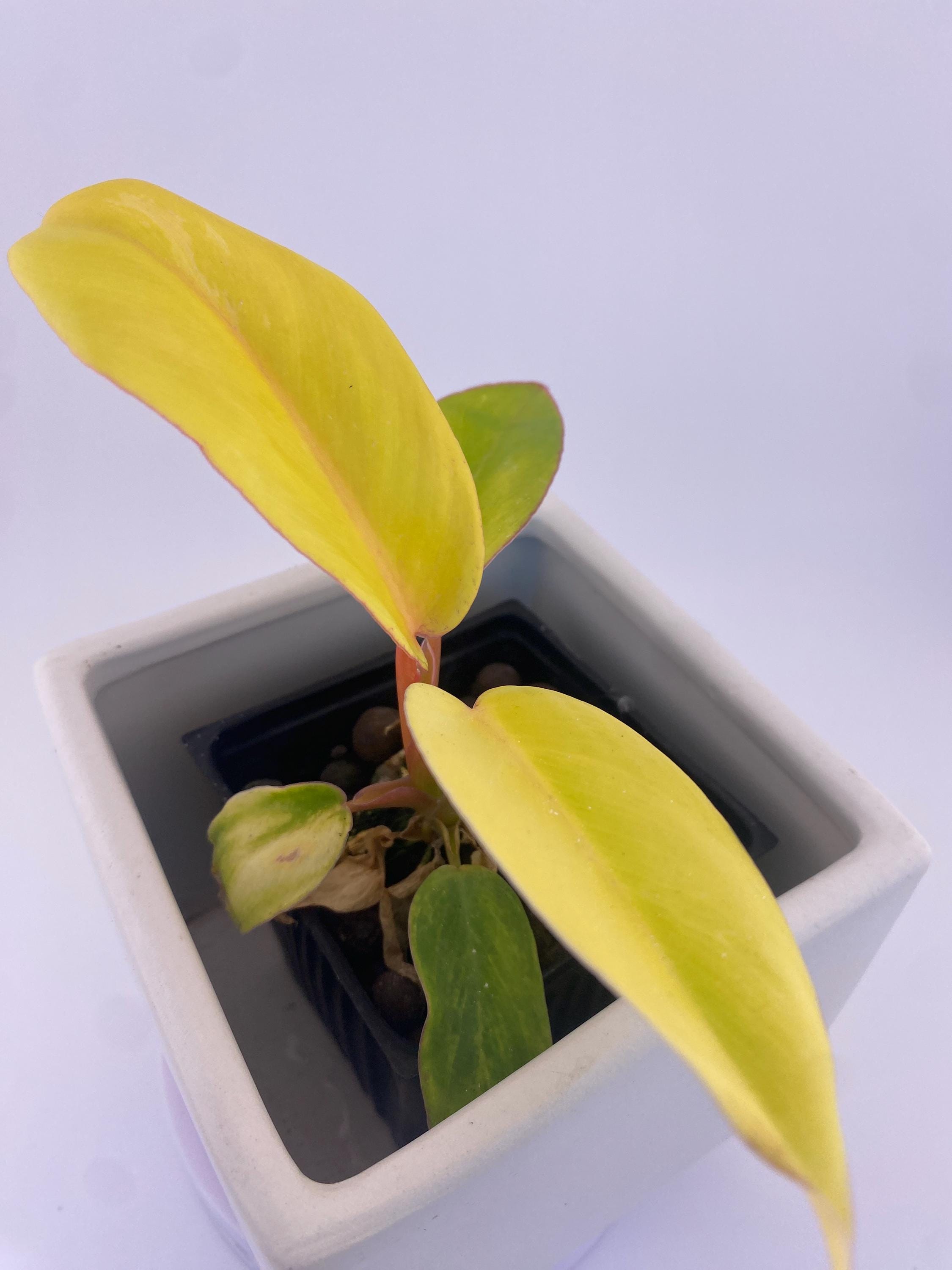 Philodendron Jungle Fever Variegated * Exact Plant *