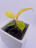 Philodendron Jungle Fever Variegated * Exact Plant *