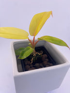 Philodendron Jungle Fever Variegated * Exact Plant *