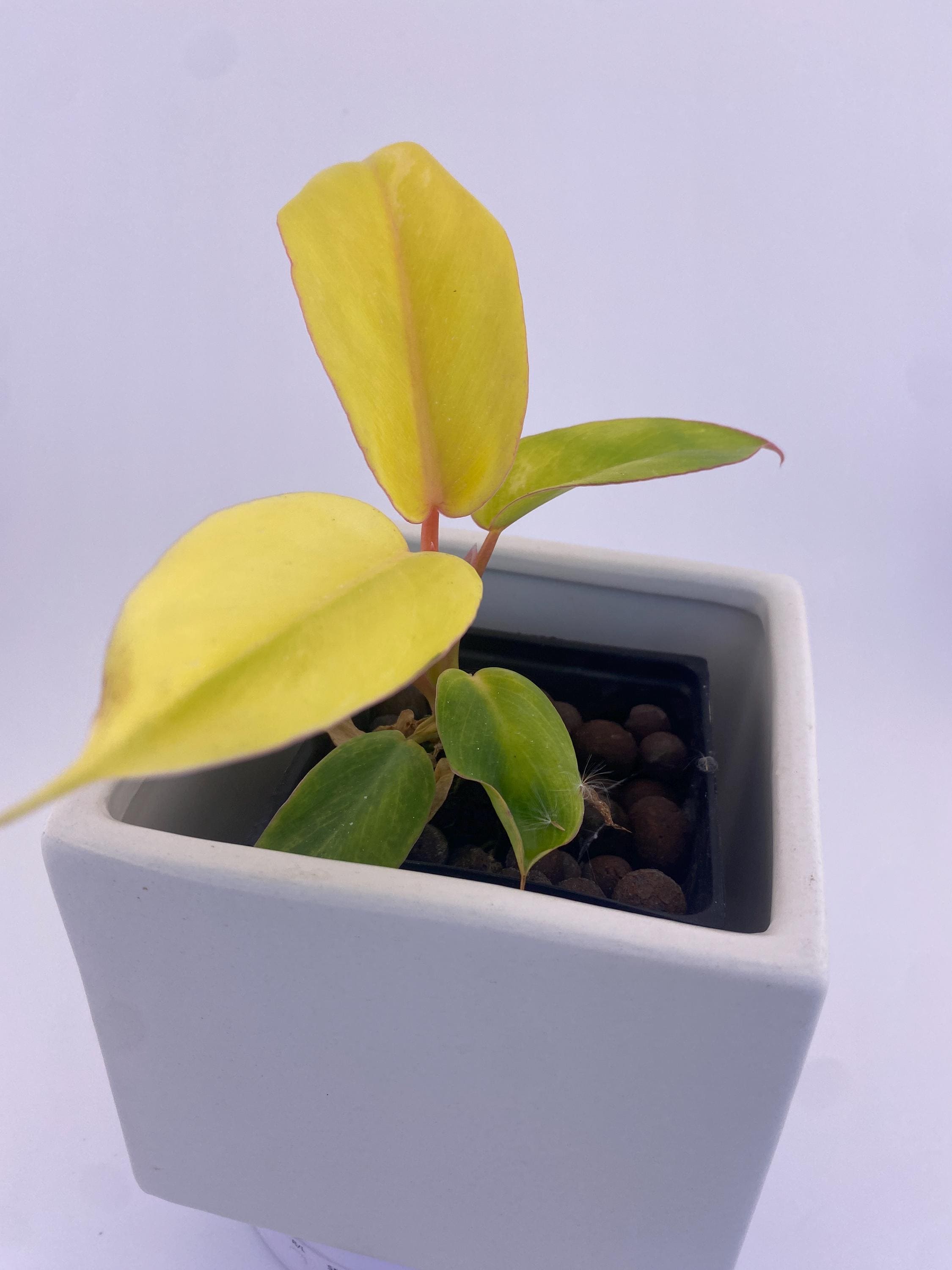 Philodendron Jungle Fever Variegated * Exact Plant *