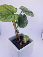 Philodendron  Mamei * Exact Plant