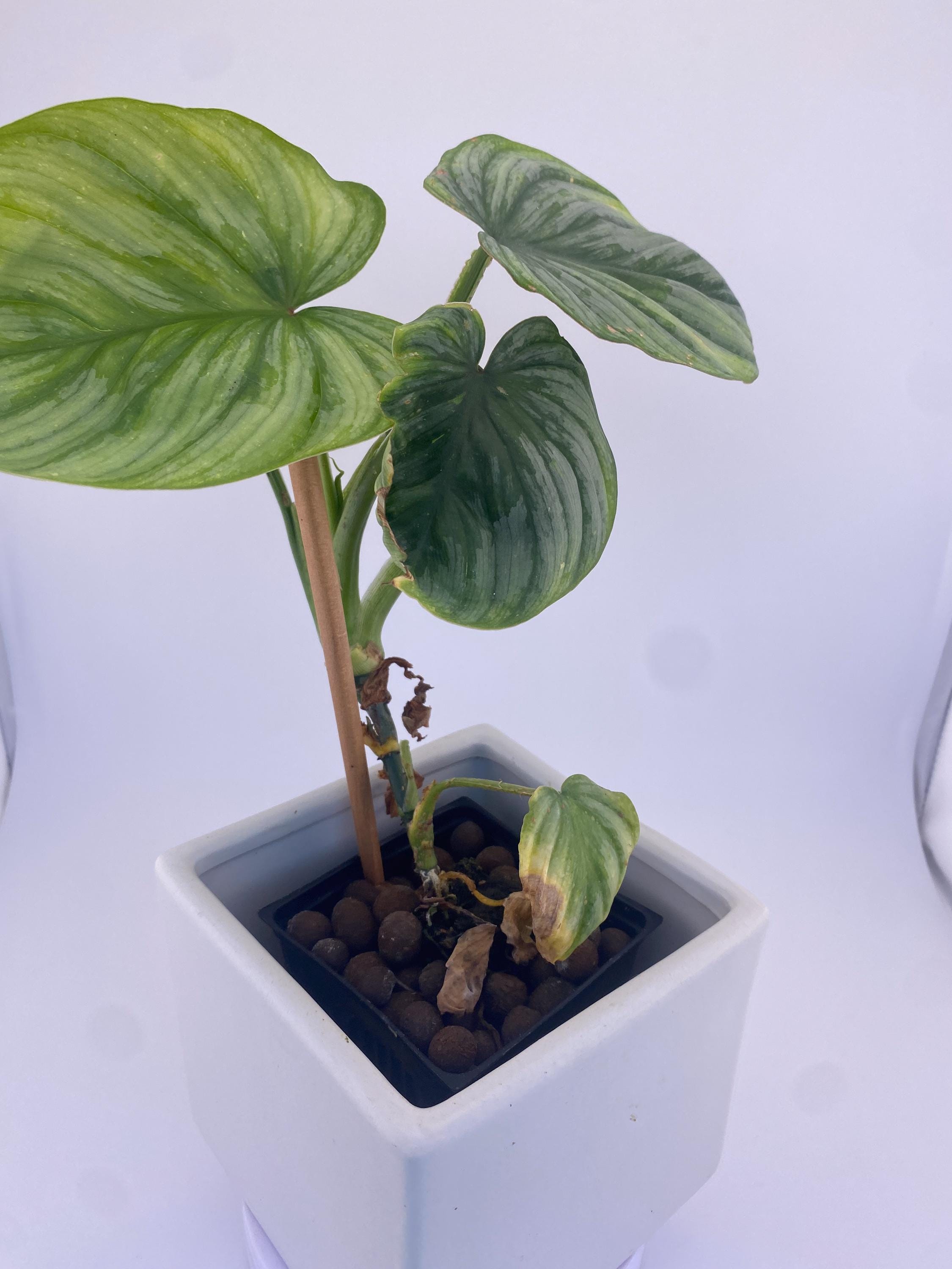 Philodendron  Mamei * Exact Plant