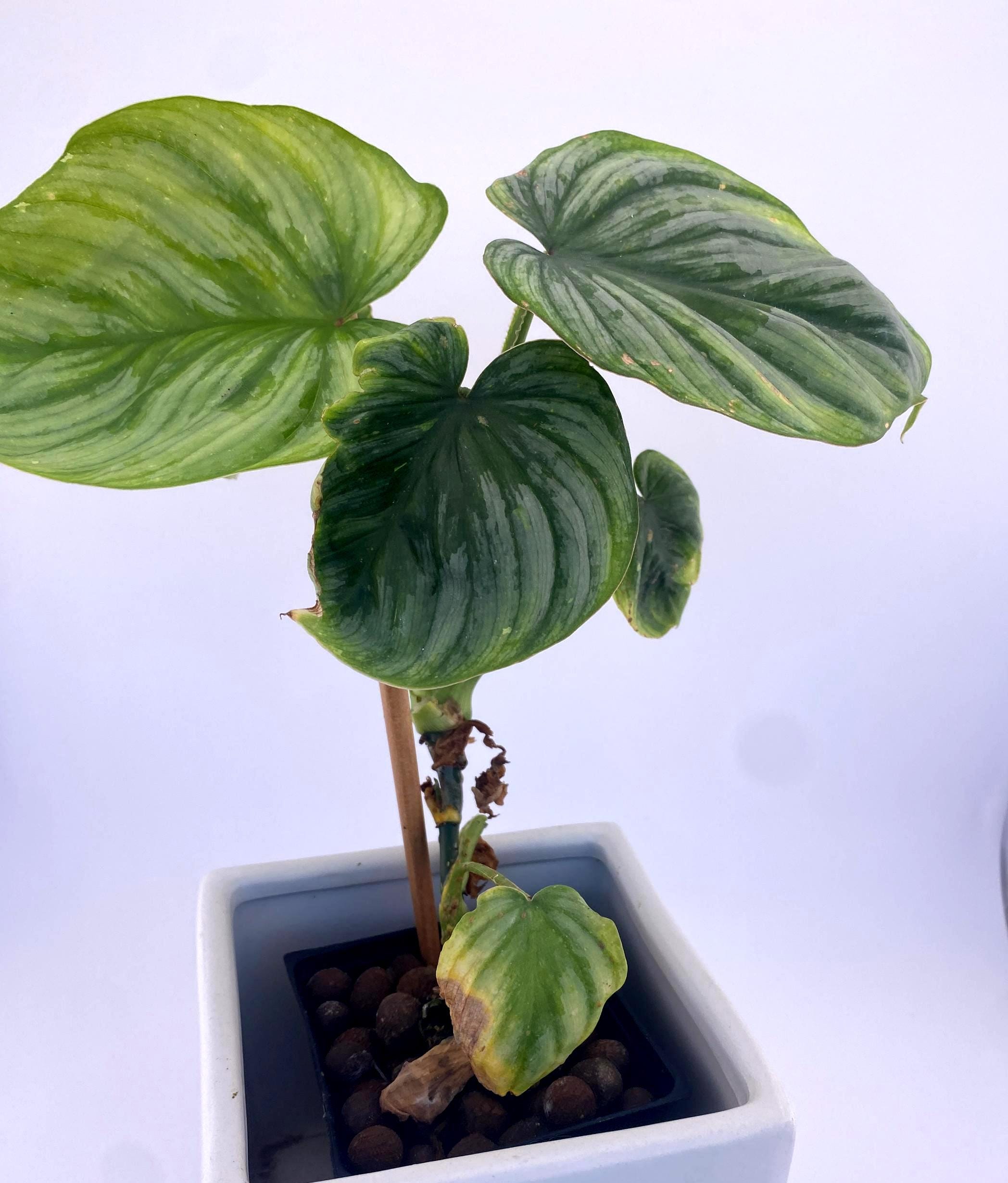 Philodendron  Mamei * Exact Plant