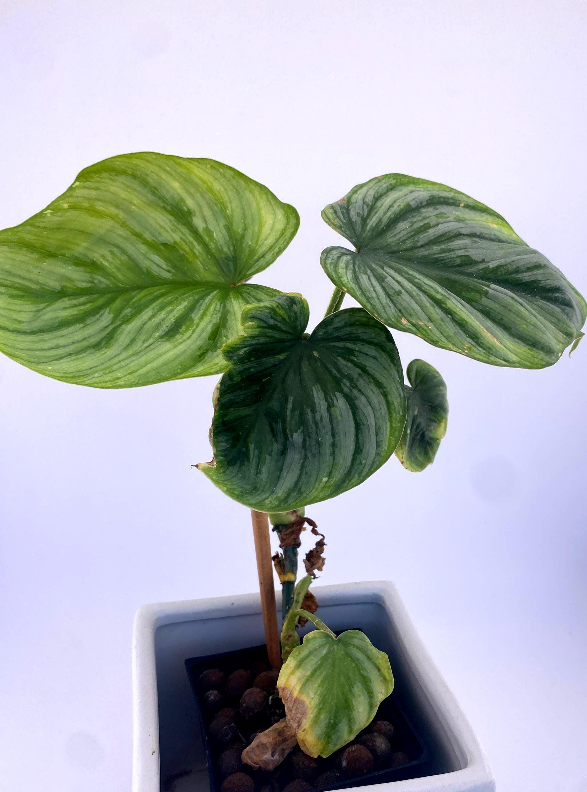 Philodendron  Mamei * Exact Plant