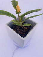 Philodendron Ring of Fire * Exact Plant