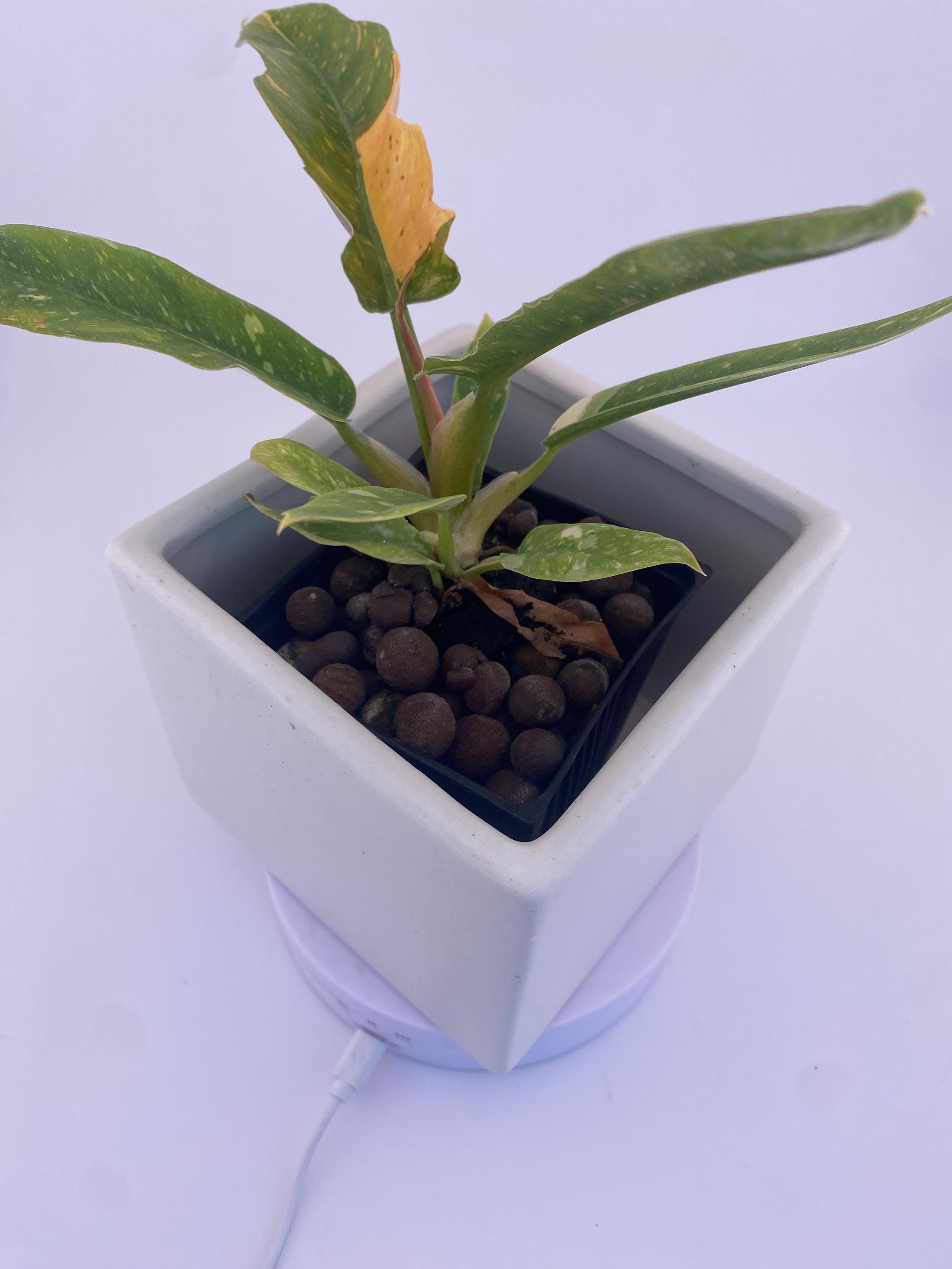 Philodendron Ring of Fire * Exact Plant