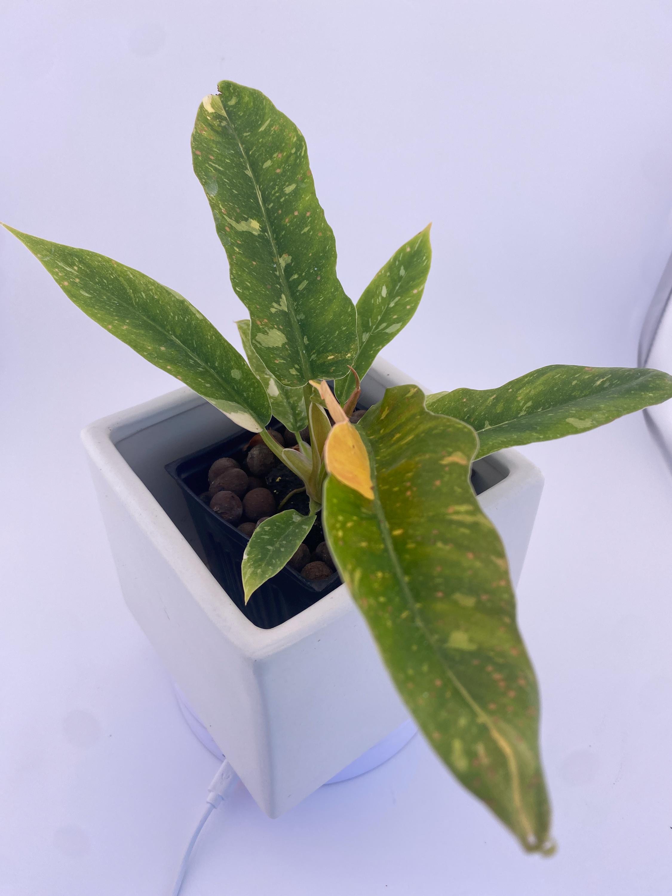 Philodendron Ring of Fire * Exact Plant
