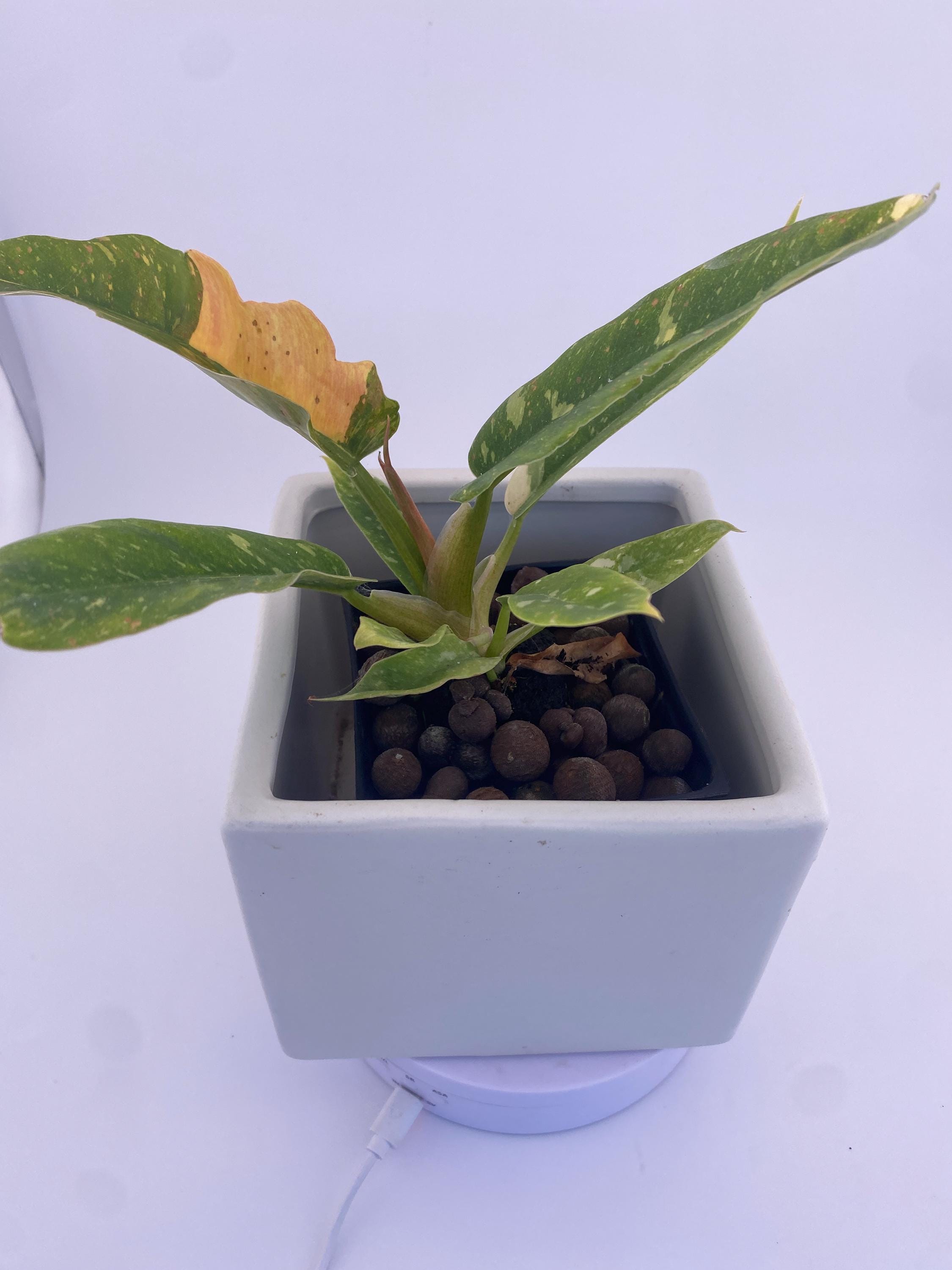 Philodendron Ring of Fire * Exact Plant