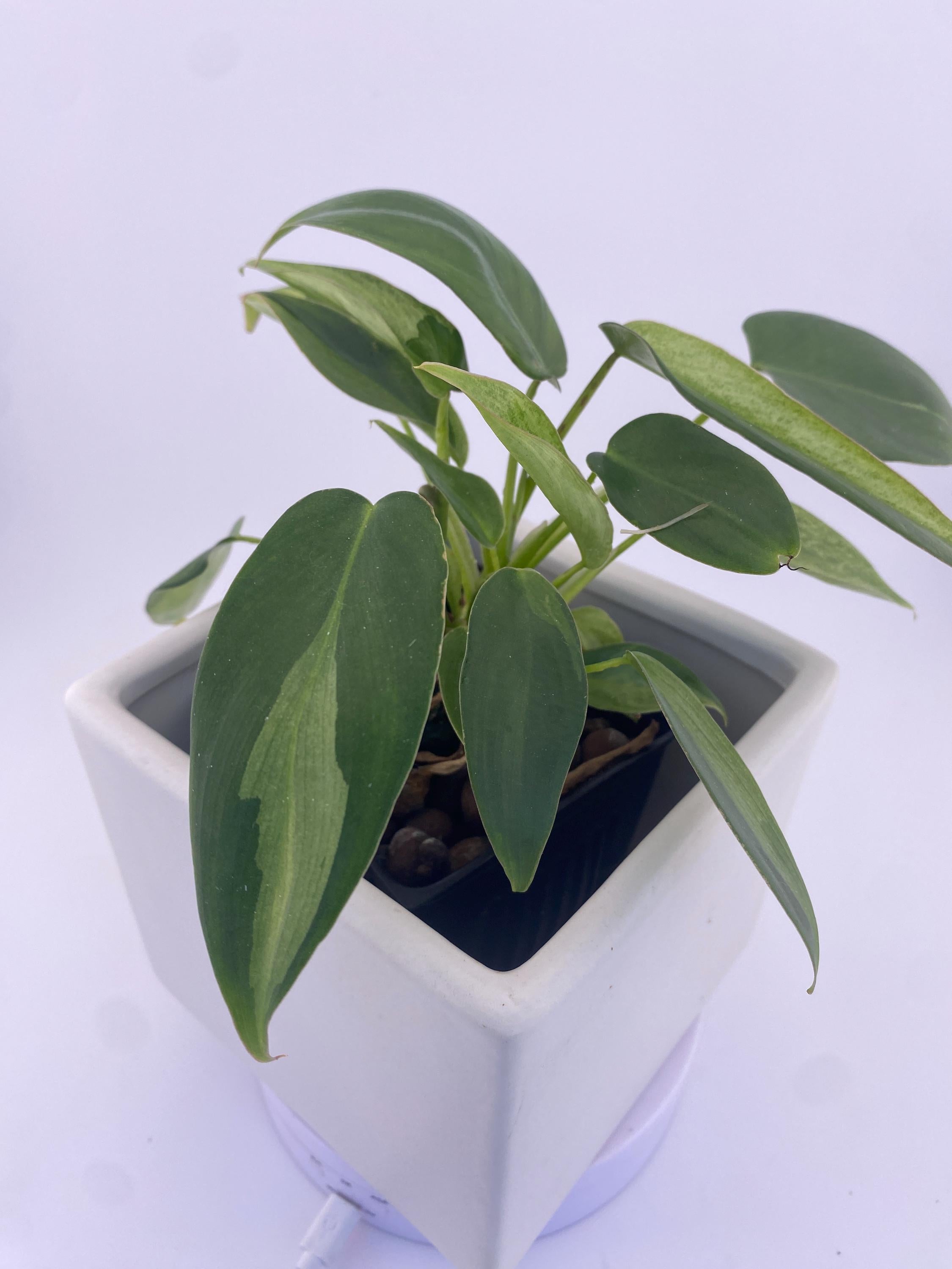 Philodendron Variegated Longilobatum * Exact Plant