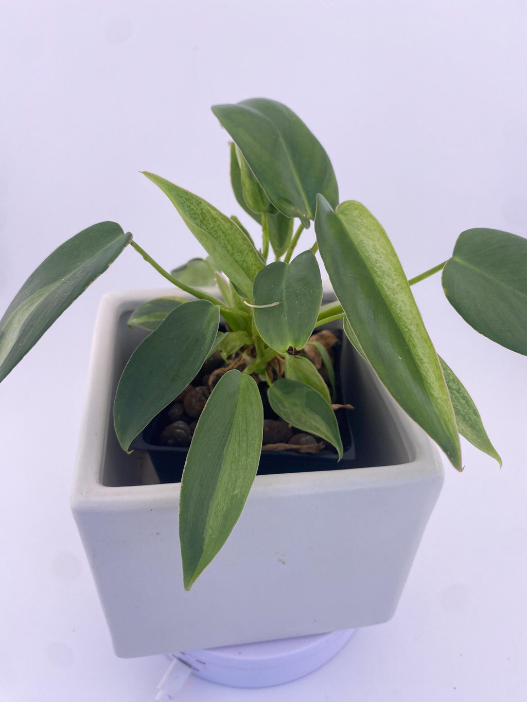 Philodendron Variegated Longilobatum * Exact Plant