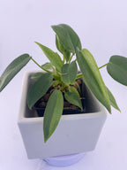 Philodendron Variegated Longilobatum * Exact Plant