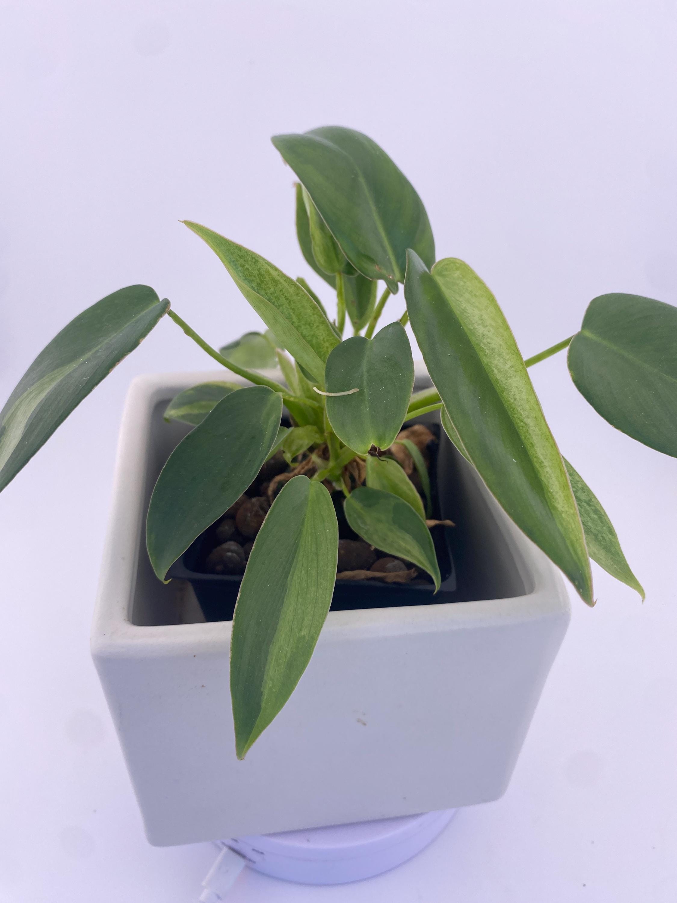 Philodendron Variegated Longilobatum * Exact Plant