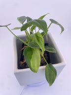 Philodendron Variegated Longilobatum * Exact Plant