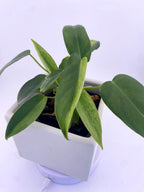 Philodendron Variegated Longilobatum * Exact Plant
