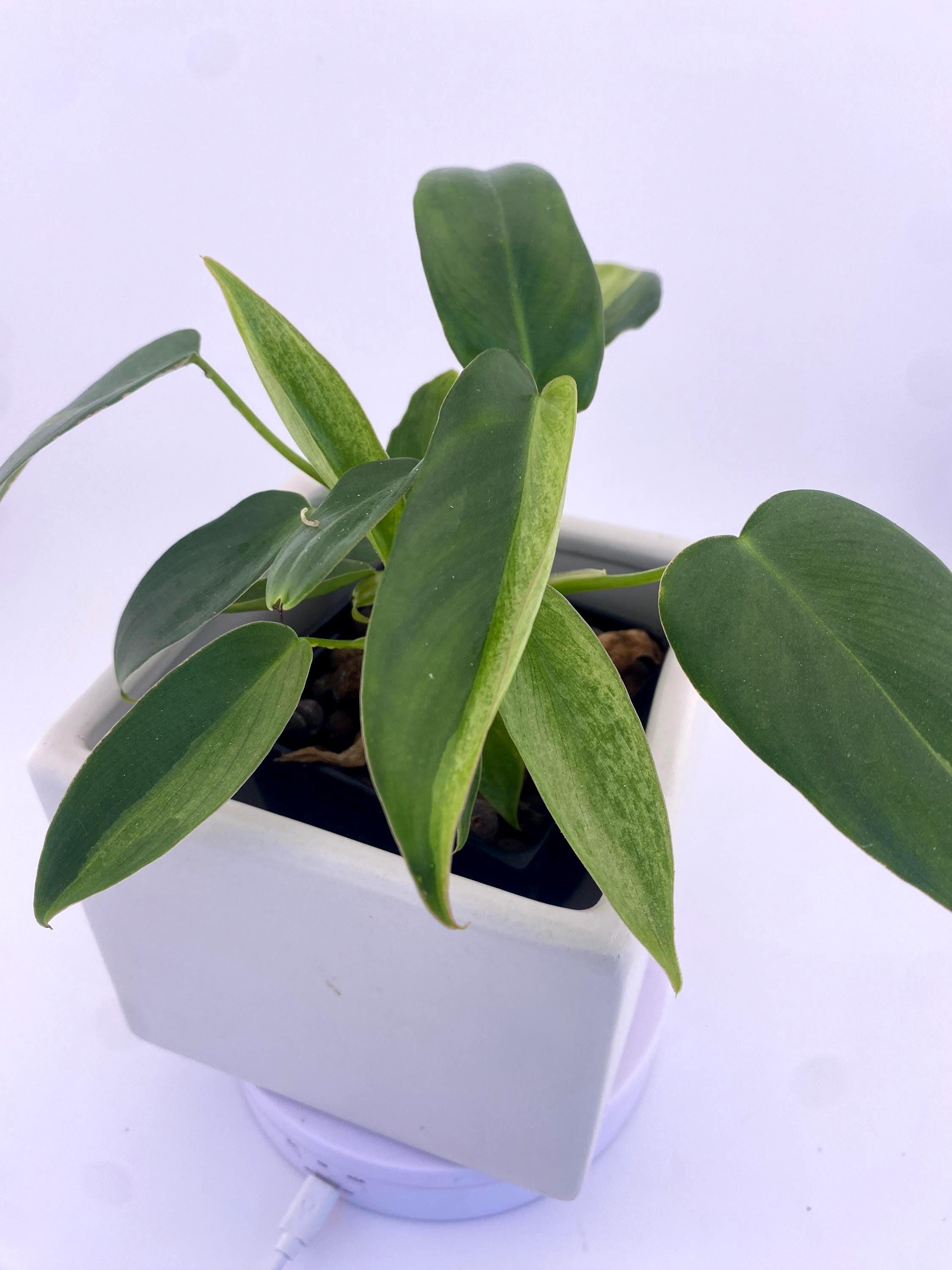 Philodendron Variegated Longilobatum * Exact Plant
