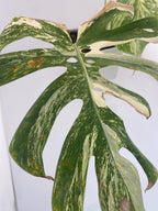 High Variegation Monstera Albo *Exact  Plant*