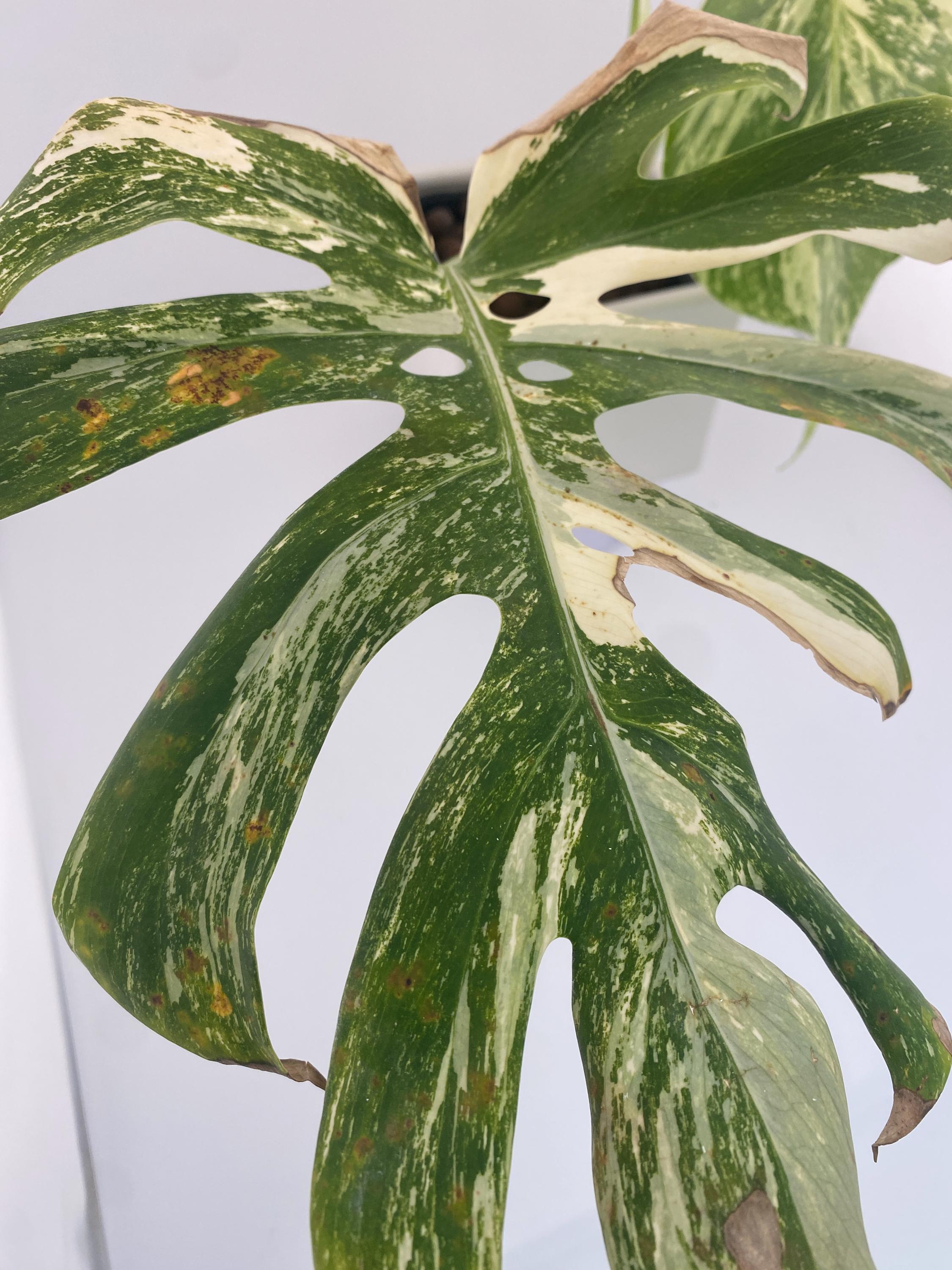 High Variegation Monstera Albo *Exact  Plant*