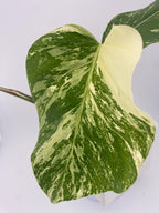 High Variegation Monstera Albo *Exact  Plant*