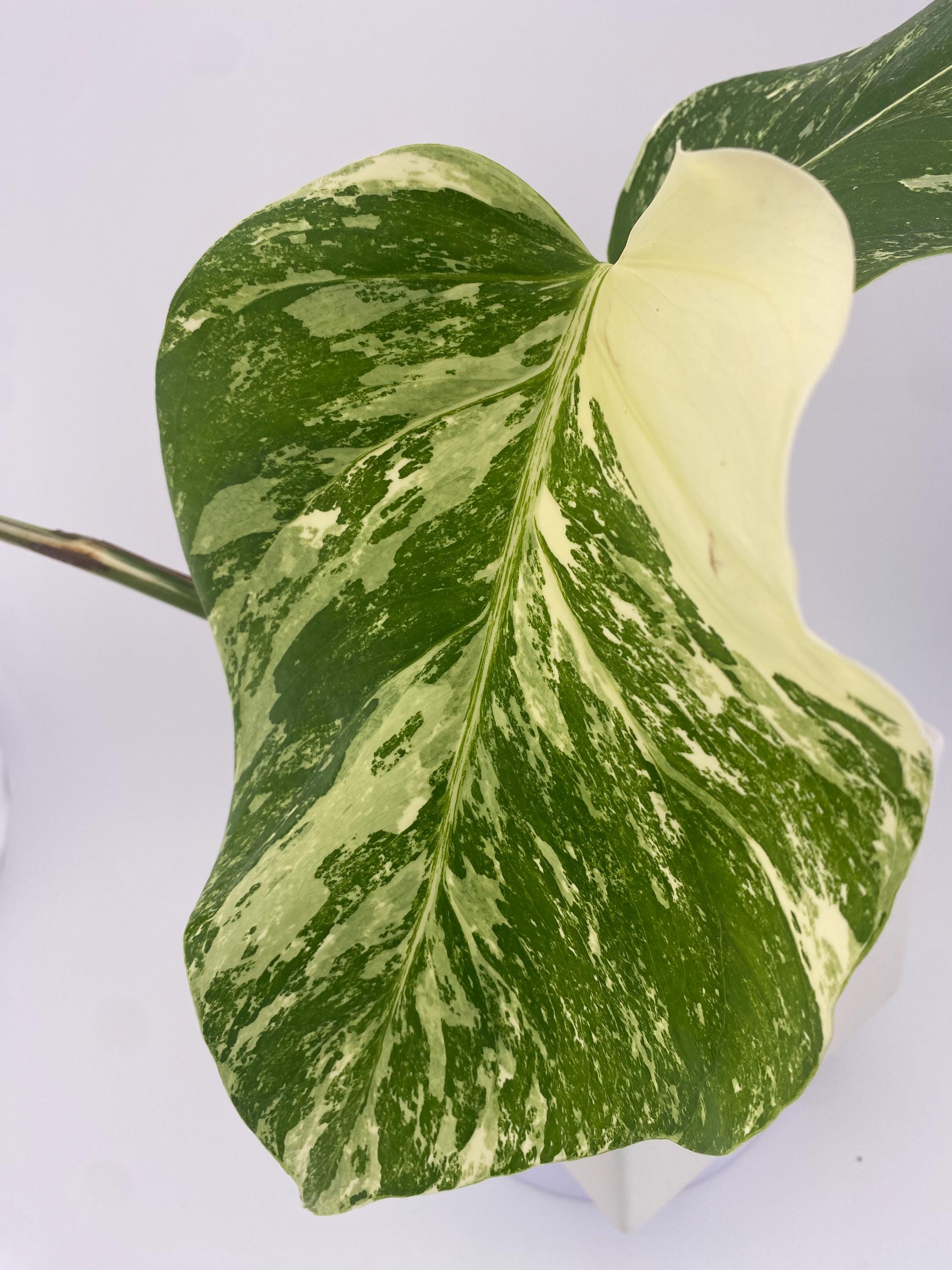 High Variegation Monstera Albo *Exact  Plant*