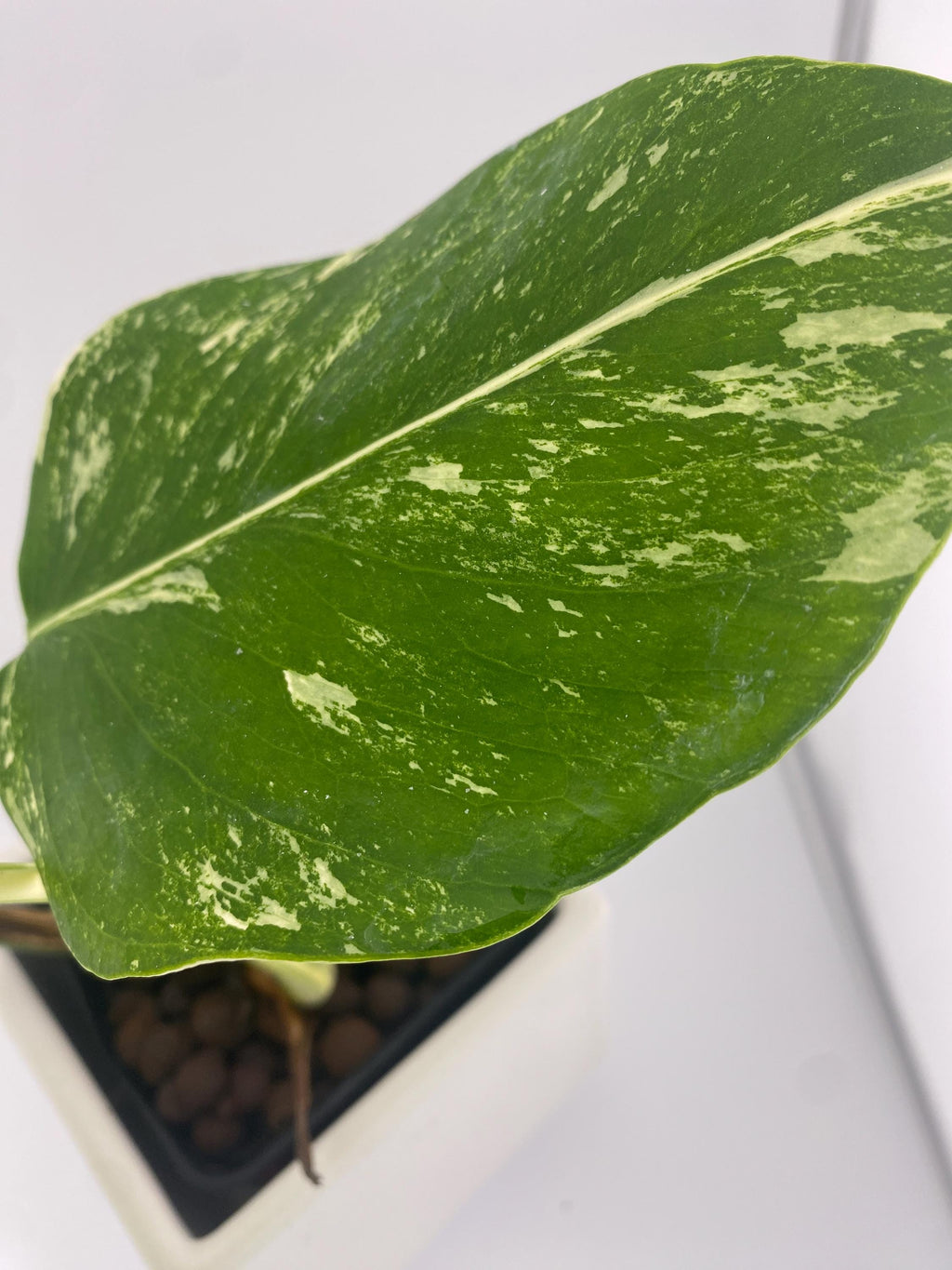High Variegation Monstera Albo *Exact  Plant*