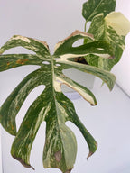 High Variegation Monstera Albo *Exact  Plant*