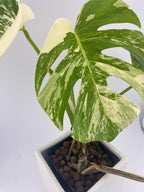 High Variegation Monstera Albo *Exact  Plant*