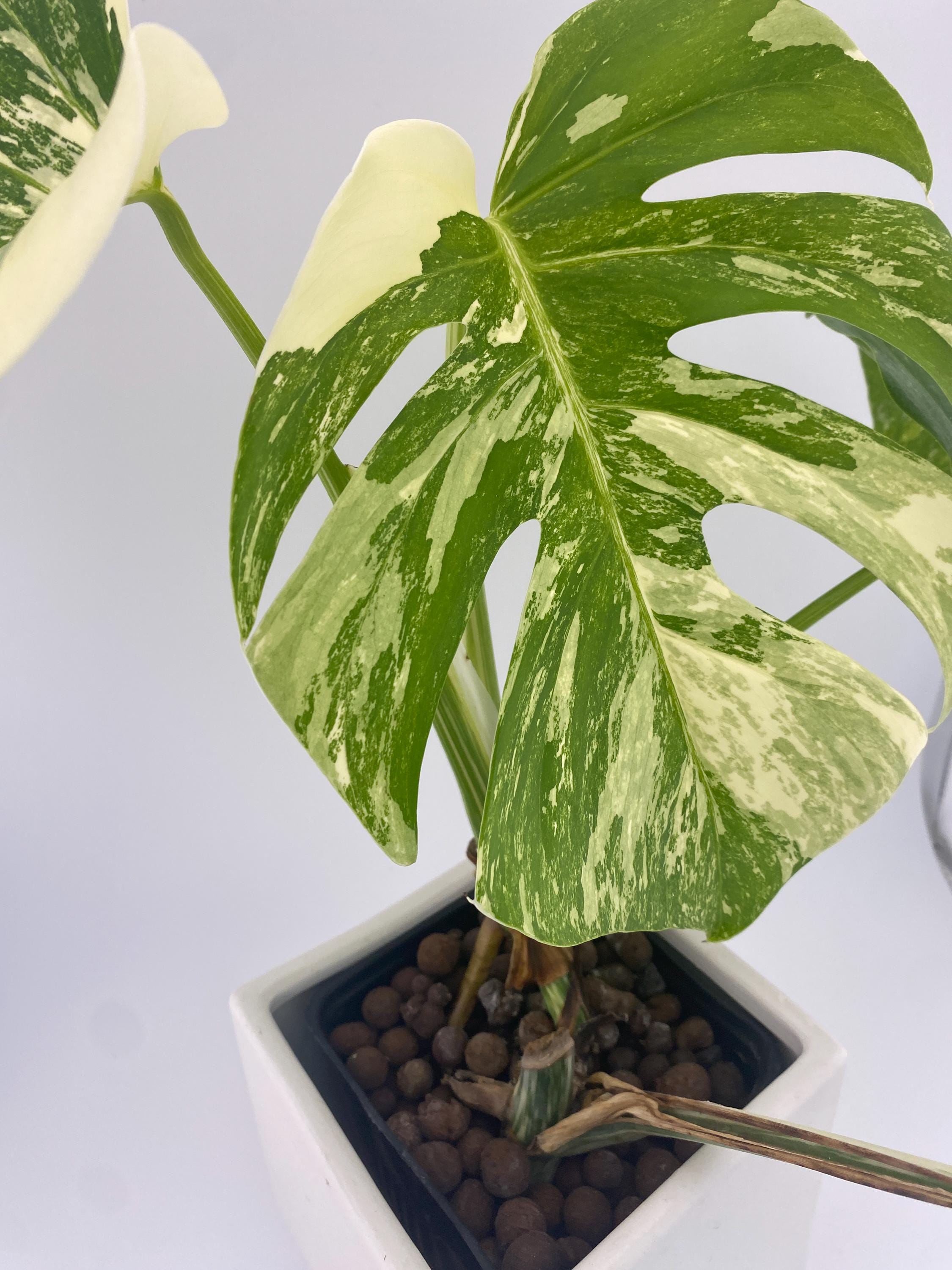 High Variegation Monstera Albo *Exact  Plant*