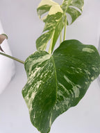 High Variegation Monstera Albo *Exact  Plant*
