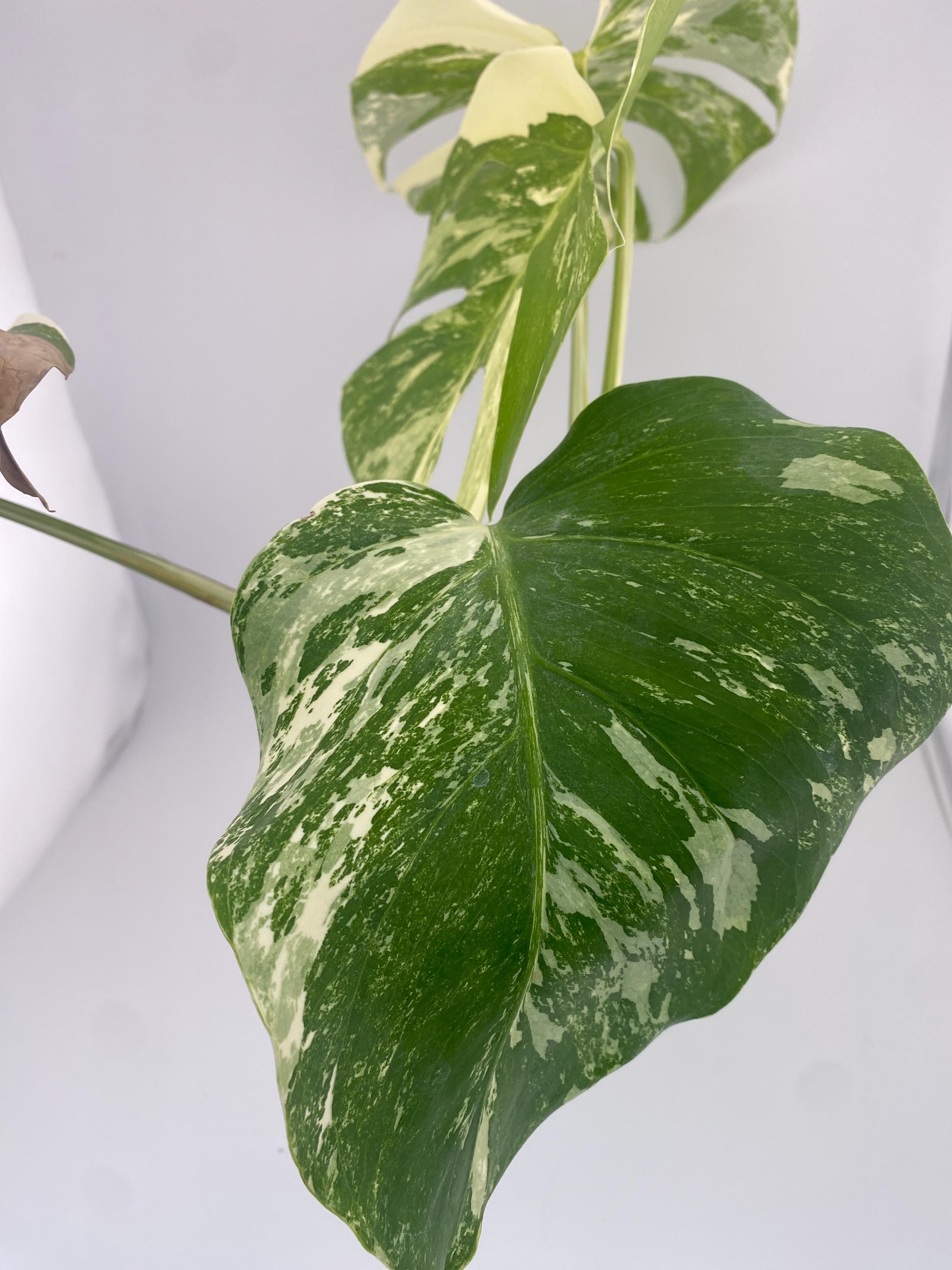 High Variegation Monstera Albo *Exact  Plant*