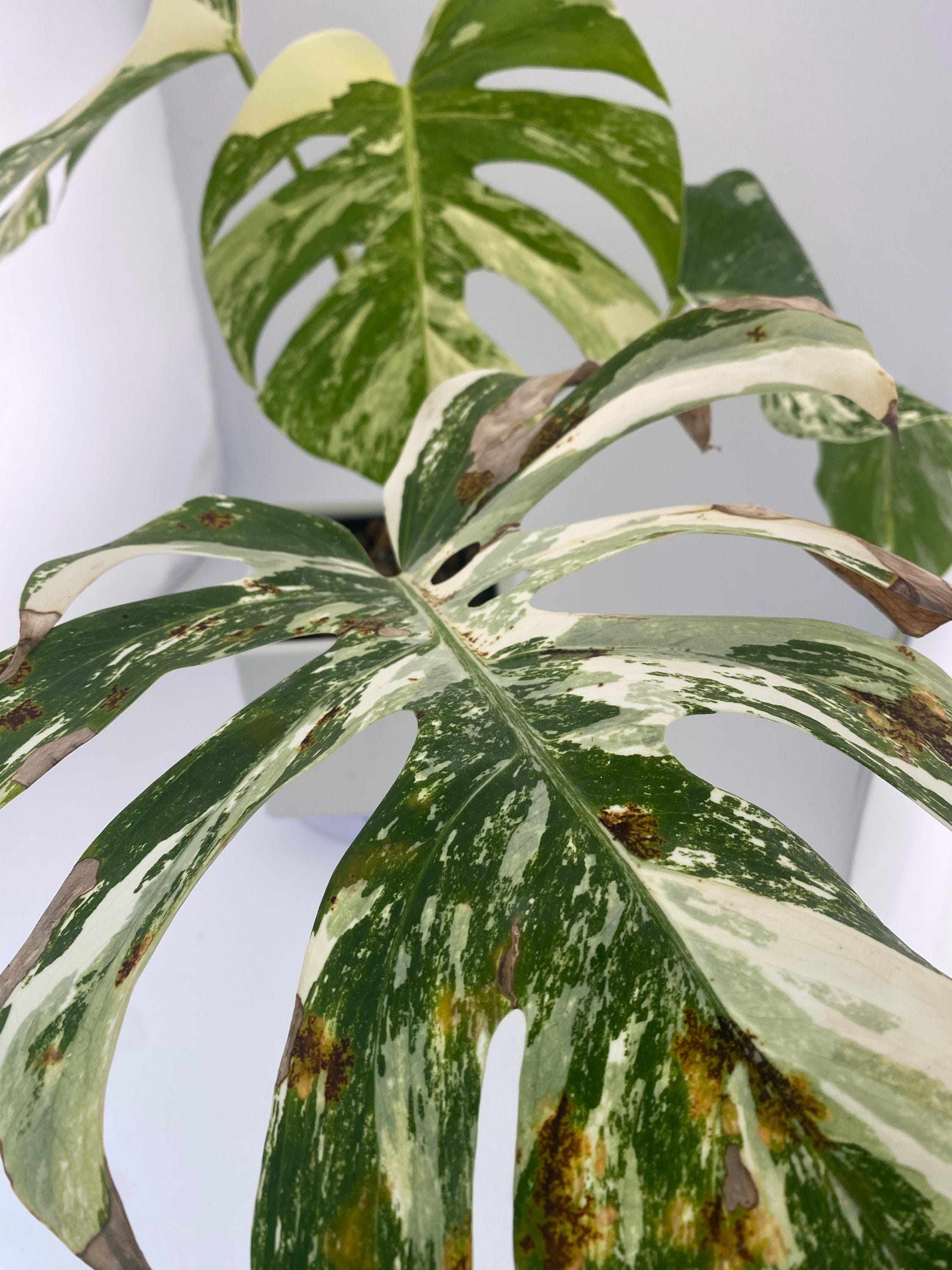 High Variegation Monstera Albo *Exact  Plant*