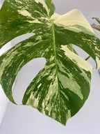 High Variegation Monstera Albo *Exact  Plant*
