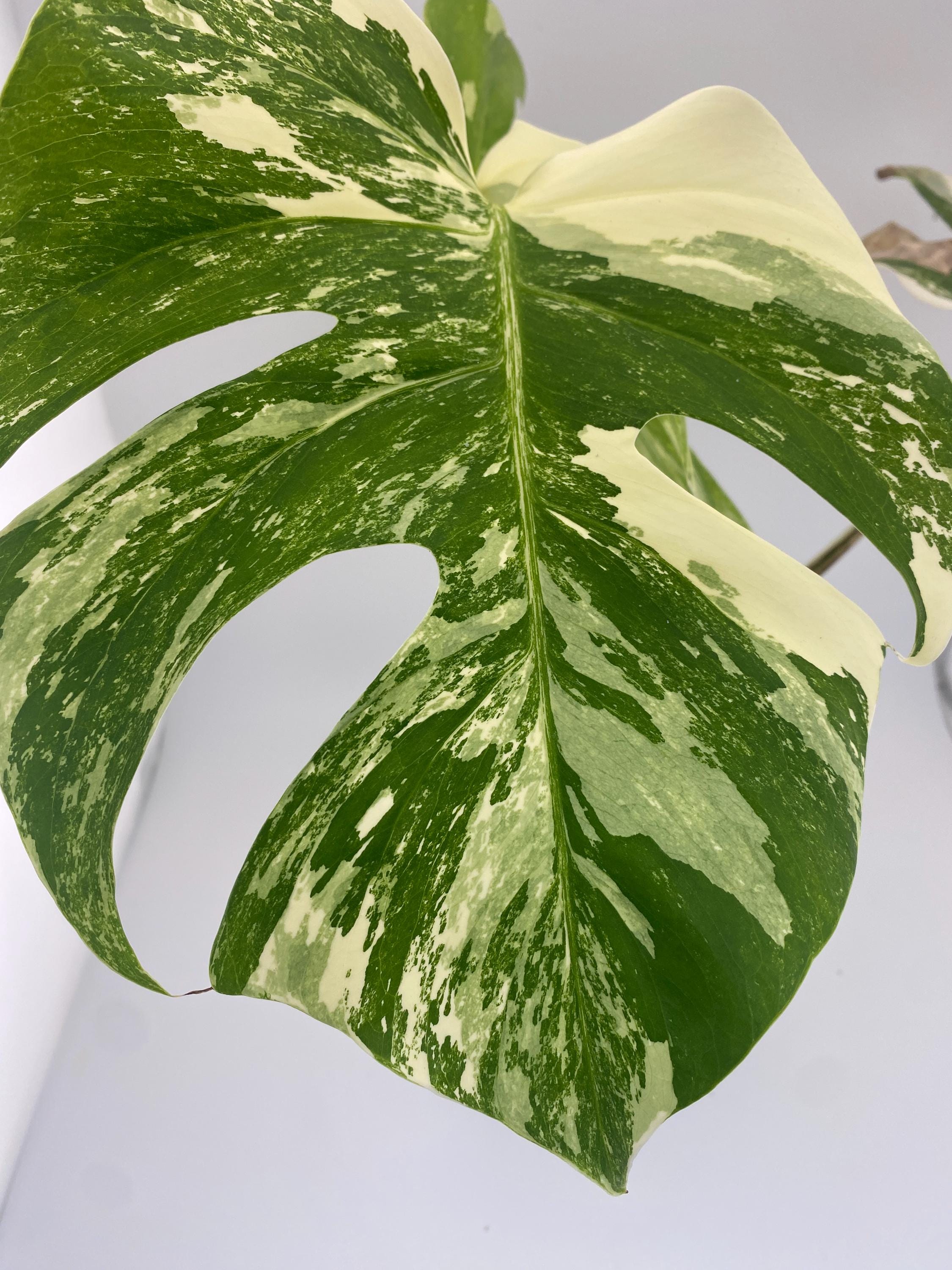 High Variegation Monstera Albo *Exact  Plant*