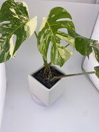 High Variegation Monstera Albo *Exact  Plant*