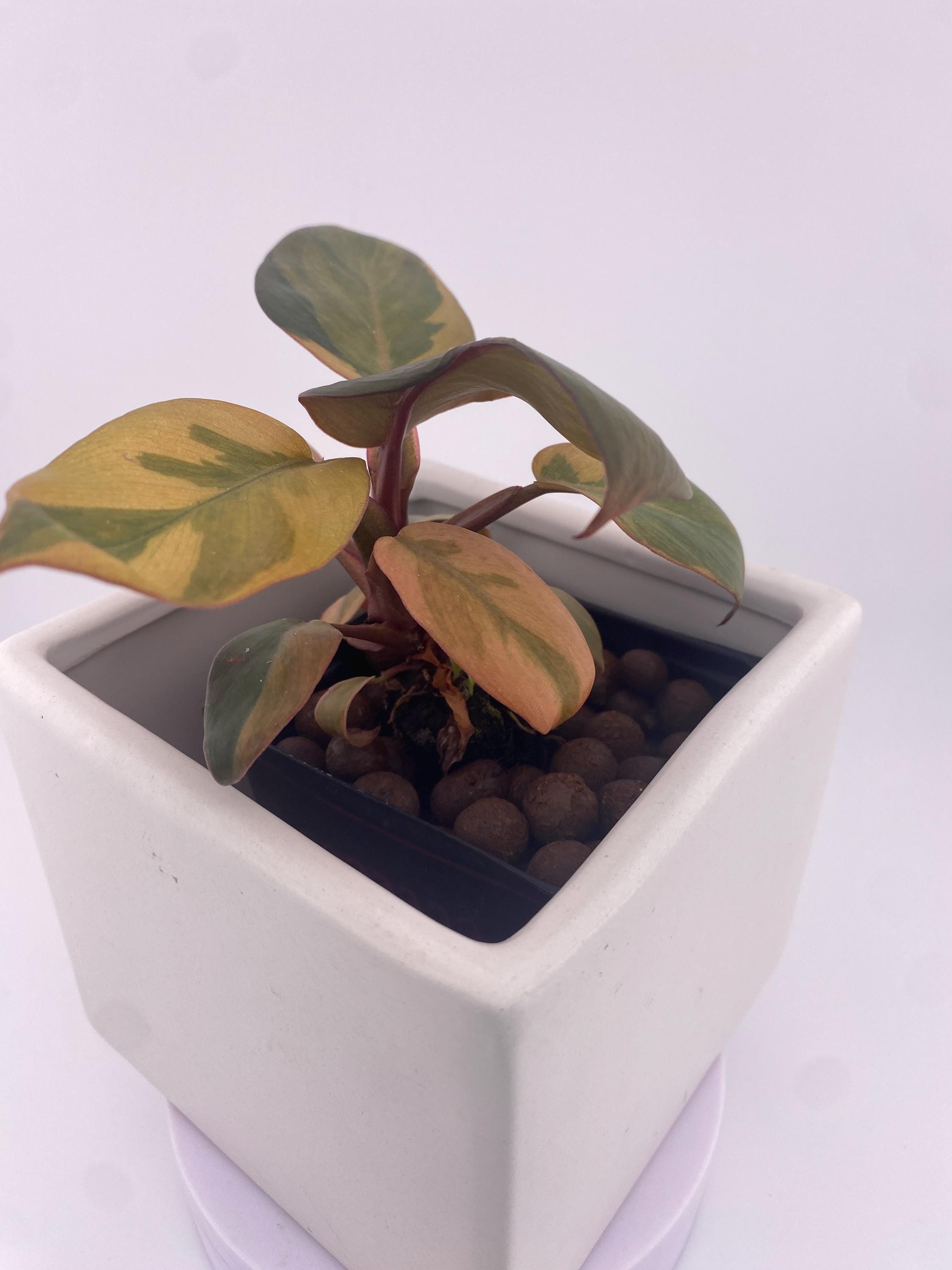 Philodendron Variegated Black Cardinal