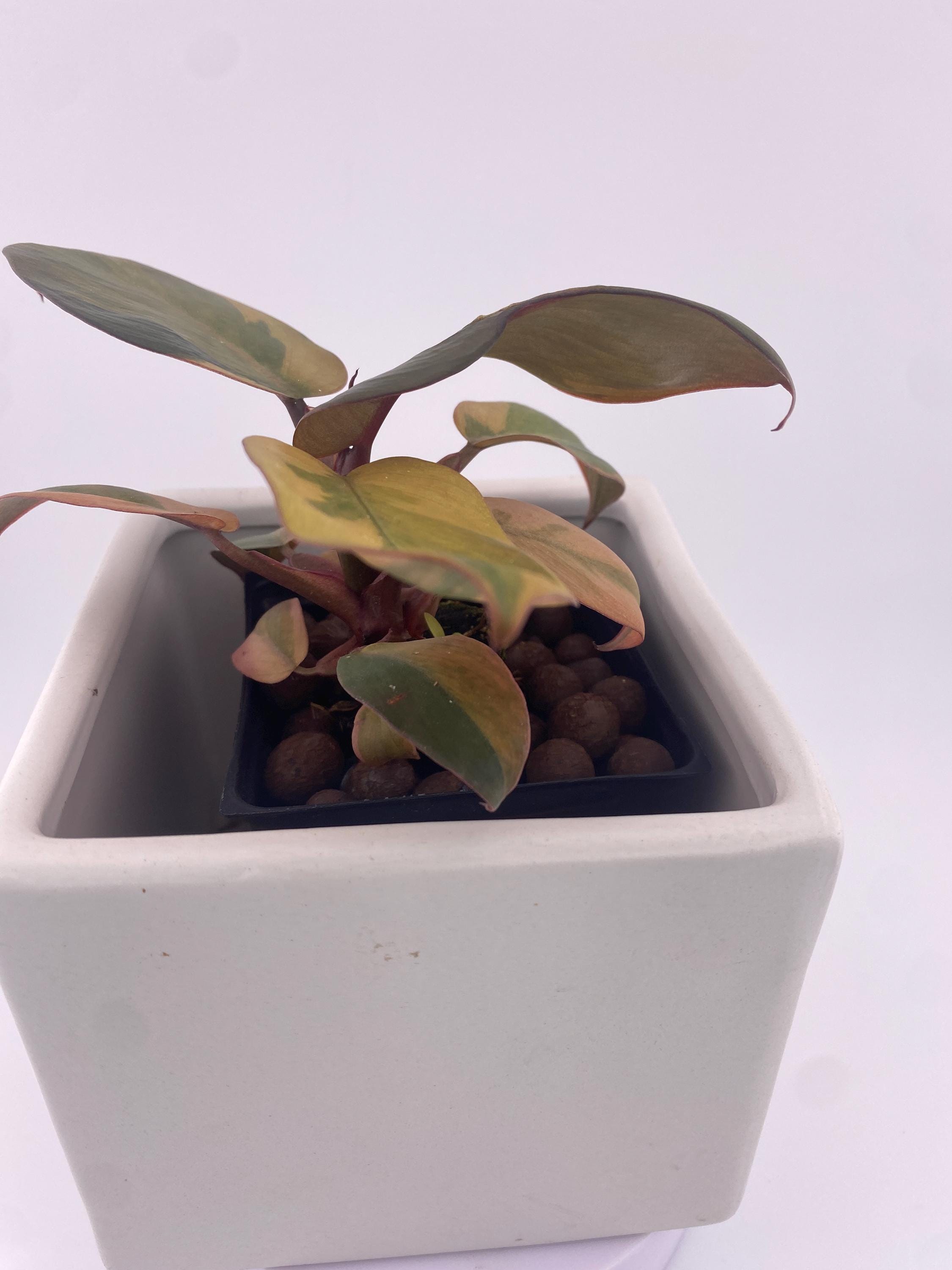 Philodendron Variegated Black Cardinal