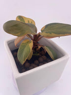 Philodendron Variegated Black Cardinal