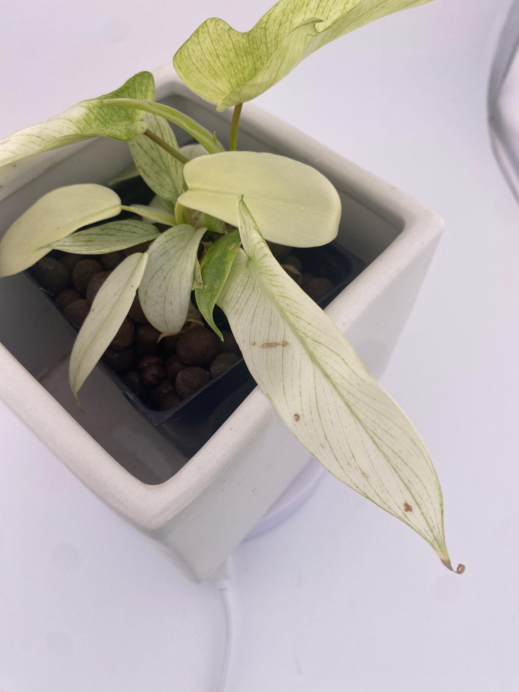 Philodendron Florida Ghost * Exact Plant *