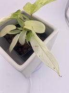 Philodendron Florida Ghost * Exact Plant *