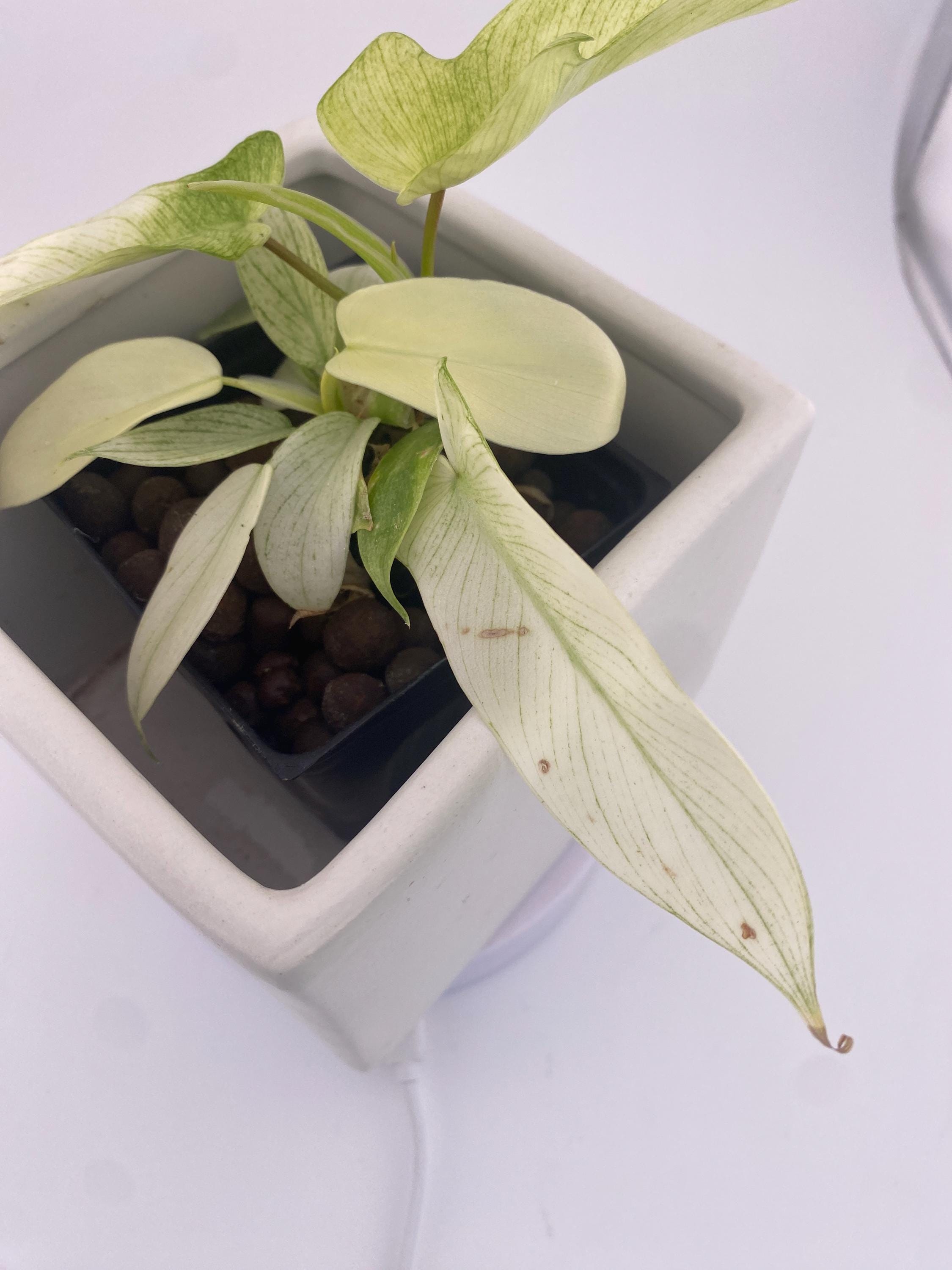 Philodendron Florida Ghost * Exact Plant *