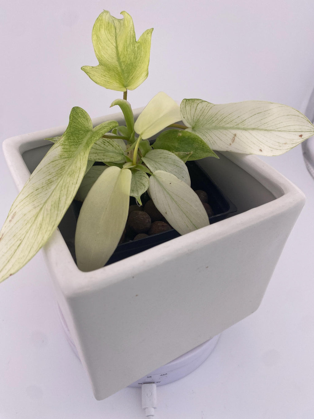 Philodendron Florida Ghost * Exact Plant *