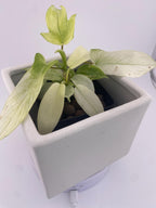 Philodendron Florida Ghost * Exact Plant *