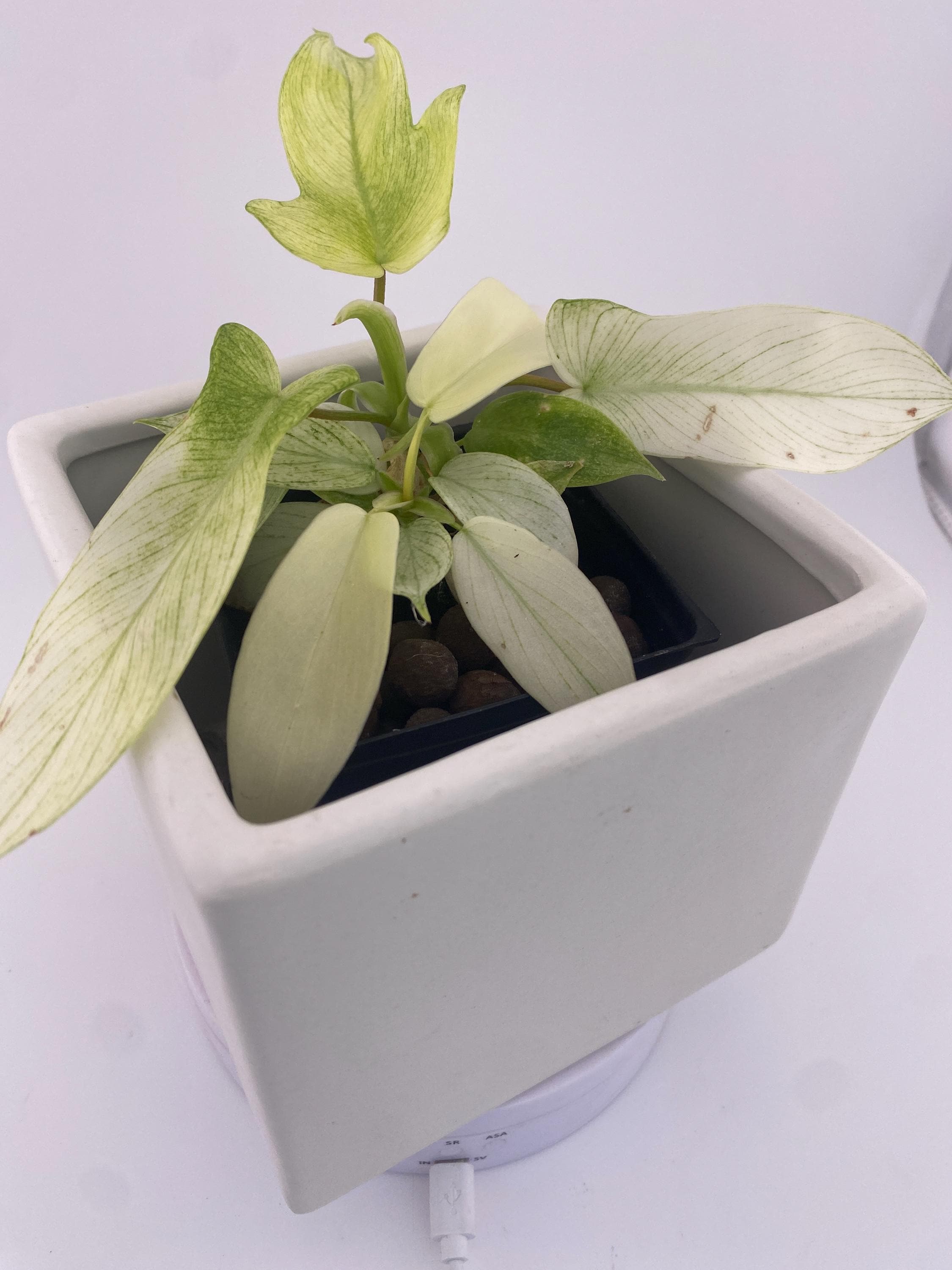 Philodendron Florida Ghost * Exact Plant *
