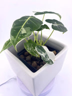 Alocasia Frydek * Exact Plant